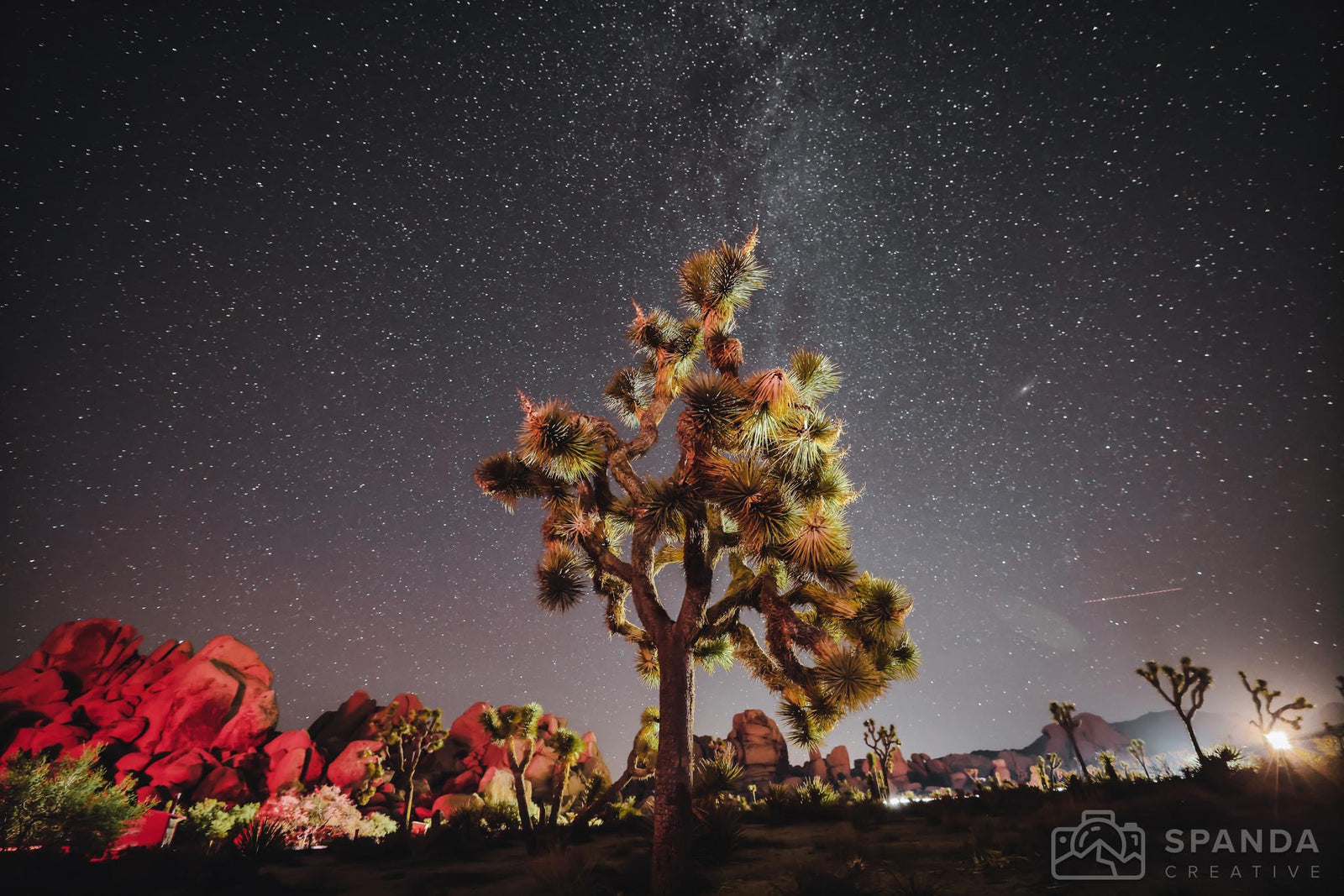 Joshua Tree