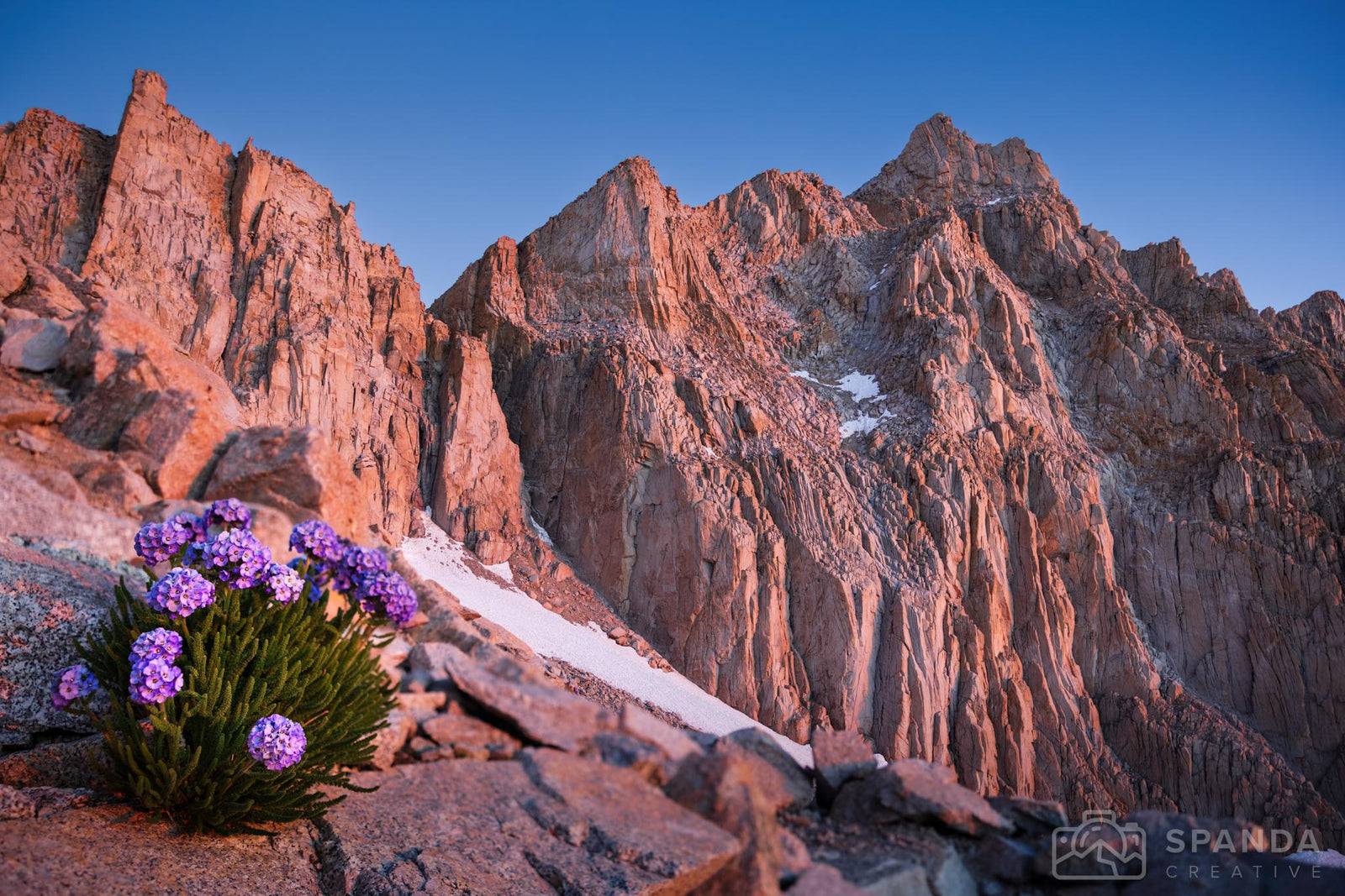 Sunrise Flower